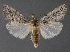  ( - DLWC011448)  @11 [ ] CreativeCommons  Attribution (by) (2019) David Wikle Canadian National Collection of Insects and Nematodes