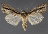  ( - DLWC011488)  @11 [ ] CreativeCommons  Attribution (by) (2019) David Wikle Canadian National Collection of Insects and Nematodes