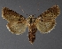  ( - DLWC011490)  @11 [ ] CreativeCommons  Attribution (by) (2019) David Wikle Canadian National Collection of Insects and Nematodes