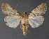  ( - DLWC011500)  @11 [ ] CreativeCommons  Attribution (by) (2019) David Wikle Canadian National Collection of Insects and Nematodes