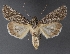  ( - DLWC011510)  @11 [ ] CreativeCommons  Attribution (by) (2019) David Wikle Canadian National Collection of Insects and Nematodes