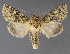  ( - DLWC011517)  @11 [ ] CreativeCommons  Attribution (by) (2019) David Wikle Canadian National Collection of Insects and Nematodes