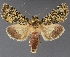  ( - DLWC011541)  @11 [ ] CreativeCommons  Attribution (by) (2019) David Wikle Canadian National Collection of Insects and Nematodes
