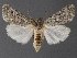  ( - DLWC011543)  @11 [ ] CreativeCommons  Attribution (by) (2019) David Wikle Canadian National Collection of Insects and Nematodes