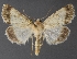  (Sympistis benjamini - DLWC011564)  @13 [ ] CreativeCommons  Attribution (by) (2019) David Wikle Canadian National Collection of Insects and Nematodes