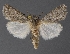  ( - DLWC011565)  @11 [ ] CreativeCommons  Attribution (by) (2019) David Wikle Canadian National Collection of Insects and Nematodes