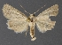  (Sympistis sierrablanca - DLWC011569)  @11 [ ] CreativeCommons  Attribution (by) (2019) David Wikle Canadian National Collection of Insects and Nematodes