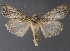  ( - DLWC011595)  @13 [ ] CreativeCommons  Attribution (by) (2019) David Wikle Canadian National Collection of Insects and Nematodes