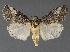  ( - DLWC011616)  @11 [ ] CreativeCommons  Attribution (by) (2019) David Wikle Canadian National Collection of Insects and Nematodes
