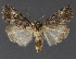  ( - DLWC011617)  @11 [ ] CreativeCommons  Attribution (by) (2019) David Wikle Canadian National Collection of Insects and Nematodes