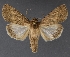  (Sympistis goedeni - DLWC011642)  @14 [ ] CreativeCommons  Attribution (by) (2019) David Wikle Canadian National Collection of Insects and Nematodes
