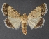  ( - DLWC011665)  @11 [ ] CreativeCommons  Attribution (by) (2019) David Wikle Canadian National Collection of Insects and Nematodes