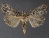  ( - DLWC011700)  @13 [ ] CreativeCommons  Attribution (by) (2019) David Wikle Canadian National Collection of Insects and Nematodes