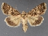  ( - DLWC011718)  @11 [ ] CreativeCommons  Attribution (by) (2019) David Wikle Canadian National Collection of Insects and Nematodes