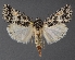  (Sympistis definita - DLWC011719)  @15 [ ] CreativeCommons  Attribution (by) (2019) David Wikle Canadian National Collection of Insects and Nematodes