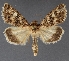  ( - DLWC011743)  @11 [ ] CreativeCommons  Attribution (by) (2019) David Wikle Canadian National Collection of Insects and Nematodes