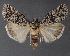  ( - DLWC011749)  @11 [ ] CreativeCommons  Attribution (by) (2019) David Wikle Canadian National Collection of Insects and Nematodes