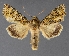  ( - DLWC011797)  @11 [ ] CreativeCommons  Attribution (by) (2019) David Wikle Canadian National Collection of Insects and Nematodes