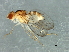  (Gaurax sp. 1 - Cau00271)  @11 [ ] CreativeCommons - Attribution (2009) Unspecified Centre for Biodiversity Genomics