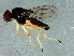  (Rhodesiella zonalis - Cau00273)  @11 [ ] CreativeCommons - Attribution (2009) Unspecified Centre for Biodiversity Genomics