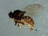  (Rhodesiella sp. 3 - Cau00290)  @11 [ ] CreativeCommons - Attribution (2009) Unspecified Centre for Biodiversity Genomics