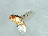  (Chlorops sp. 4 - Cau00301)  @13 [ ] CreativeCommons - Attribution (2009) Unspecified Centre for Biodiversity Genomics