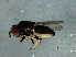  (Chloropsinini - Cau00308)  @12 [ ] CreativeCommons - Attribution (2009) Unspecified Centre for Biodiversity Genomics