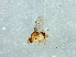  (Cadrema sp. 2 - Cau00309)  @12 [ ] CreativeCommons - Attribution (2009) Unspecified Centre for Biodiversity Genomics