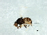  ( - Cau00314)  @13 [ ] CreativeCommons - Attribution (2009) Unspecified Centre for Biodiversity Genomics
