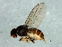  (Gaurax sp. 2 - Cau00334)  @11 [ ] CreativeCommons - Attribution (2009) Unspecified Centre for Biodiversity Genomics