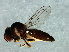  (Neoloxotaenia sp. 3 - Cau00362)  @11 [ ] CreativeCommons - Attribution (2009) Unspecified Centre for Biodiversity Genomics
