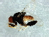 (Rhodesiella sp. 6 - Cau00364)  @11 [ ] CreativeCommons - Attribution (2009) Unspecified Centre for Biodiversity Genomics