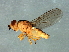  (Chlorops sp. 8 - Cau00372)  @11 [ ] CreativeCommons - Attribution (2009) Unspecified Centre for Biodiversity Genomics