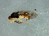  (Disciphus sp. 1 - Cau00383)  @12 [ ] CreativeCommons - Attribution (2009) Unspecified Centre for Biodiversity Genomics