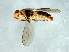  (Epichlorops sp. 1 - Cau00387)  @11 [ ] CreativeCommons - Attribution (2009) Unspecified Centre for Biodiversity Genomics