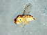  (Chlorops sp. 9 - Cau00389)  @11 [ ] CreativeCommons - Attribution (2009) Unspecified Centre for Biodiversity Genomics