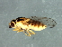  (Chlorops Sp10 - Cau00391)  @11 [ ] CreativeCommons - Attribution (2009) Unspecified Centre for Biodiversity Genomics