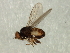  (Gaurax sp. 4 - Cau00384)  @11 [ ] CreativeCommons - Attribution (2009) Unspecified Centre for Biodiversity Genomics
