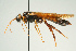  (Urocerus sah - SIR 068)  @11 [ ] Unspecified (default): All Rights Reserved  Unspecified Unspecified