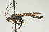  (Urocerus albicornis - SIR 073)  @14 [ ] Unspecified (default): All Rights Reserved  Unspecified Unspecified