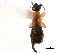  ( - BIOUG10948-H07)  @11 [ ] CreativeCommons - Attribution (2014) CBG Photography Group Centre for Biodiversity Genomics
