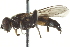  ( - CNC DIPTERA 135116)  @13 [ ] CreativeCommons - Attribution (2012) CNC/CBG Photography Group Centre for Biodiversity Genomics