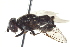  ( - CNC DIPTERA 135117)  @12 [ ] CreativeCommons - Attribution (2012) CNC/CBG Photography Group Centre for Biodiversity Genomics