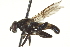  ( - CNC DIPTERA 135205)  @13 [ ] CreativeCommons - Attribution (2012) CNC/CBG Photography Group Centre for Biodiversity Genomics