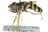  ( - CNC DIPTERA 135215)  @14 [ ] CreativeCommons - Attribution (2012) CNC/CBG Photography Group Centre for Biodiversity Genomics