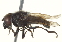  (Cheilosia - CNC DIPTERA 135423)  @15 [ ] CreativeCommons - Attribution (2012) CNC/CBG Photography Group Centre for Biodiversity Genomics