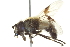  ( - CNC DIPTERA 158185)  @13 [ ] CreativeCommons - Attribution (2012) CNC/CBG Photography Group Centre for Biodiversity Genomics