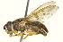  ( - CNC DIPTERA 158231)  @13 [ ] CreativeCommons - Attribution (2012) CNC/CBG Photography Group Centre for Biodiversity Genomics