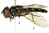  ( - CNC DIPTERA 162594)  @13 [ ] CreativeCommons - Attribution (2012) CNC/CBG Photography Group Centre for Biodiversity Genomics