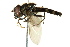  ( - CNC DIPTERA 162595)  @13 [ ] CreativeCommons - Attribution (2012) CNC/CBG Photography Group Centre for Biodiversity Genomics